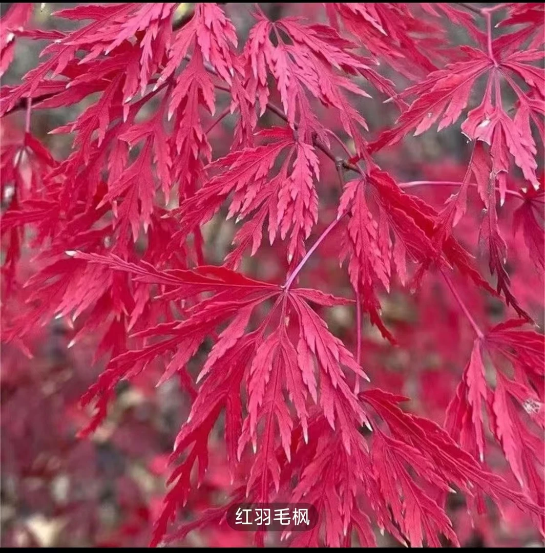 外山羽毛枫金丝黄羽四季红枫树苗红叶日本红三季红庭院别墅红枫树