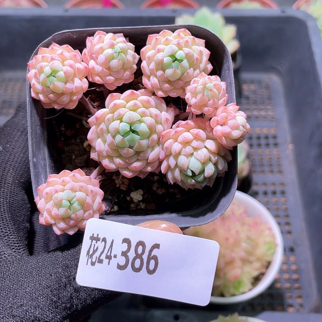 花利美24-386小粉莓