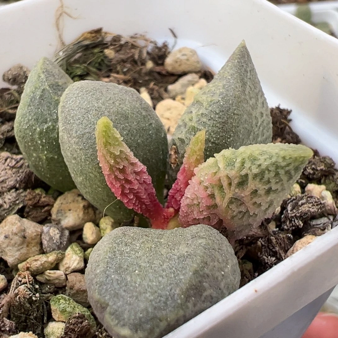 倒刺融化纹冰激凌多肉植物