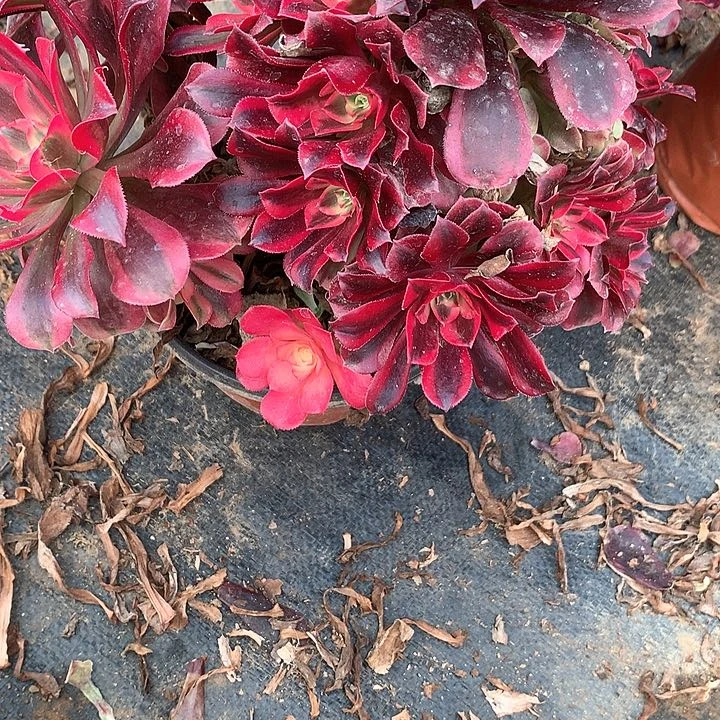 多肉植物美度莎11号