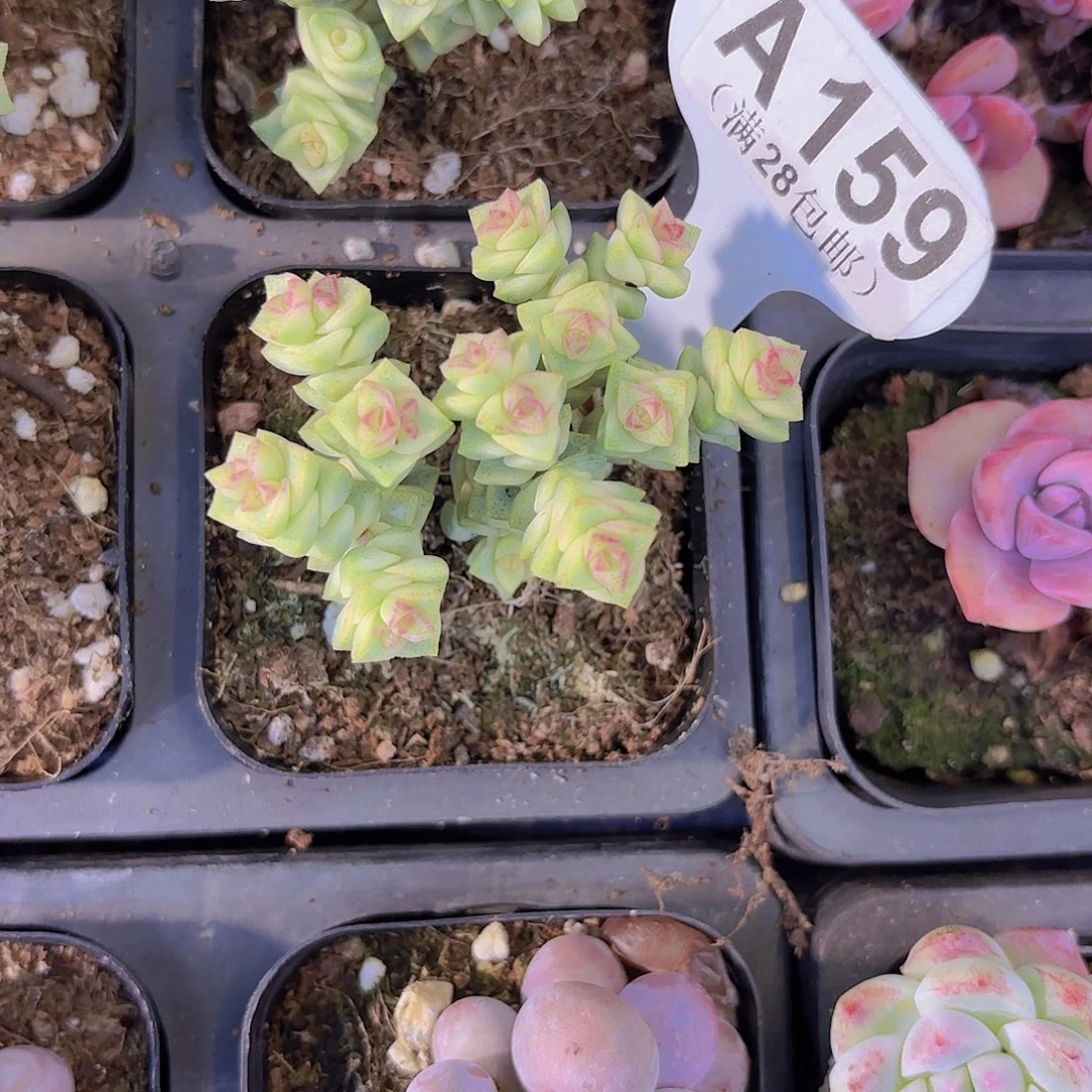 A159蜡笔一物语拍