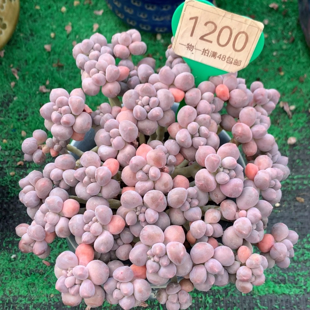 丸叶星黛露老桩平头1200