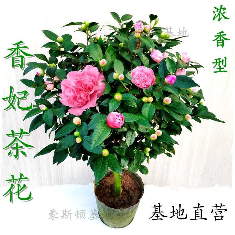 香妃山茶花花卉盆栽植物室内外四季浓香绿植庭院阳台好养易活