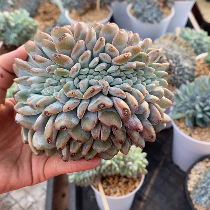 橙子星影缀粗腿，左右有头