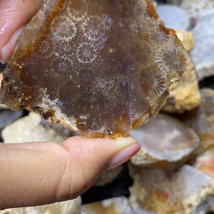 【闪购商品】未镶嵌珊瑚玉硅化玉