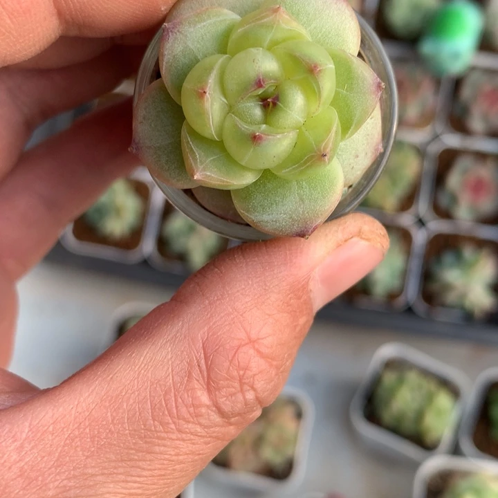 珍妮杂麦秆。      53号
