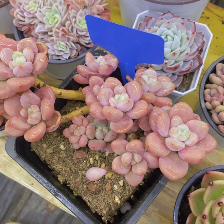 我****！多肉植物，开心多肉