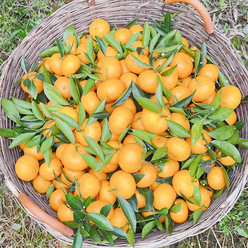 【春甜桔】正宗广州增城春甜桔清甜桔味浓绿色纯甜无酸