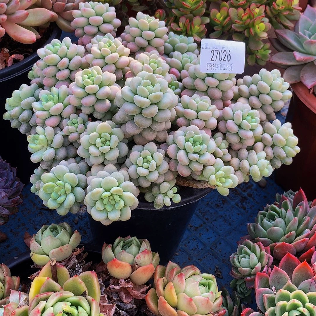 S***I鱼子酱27026吨肉多肉