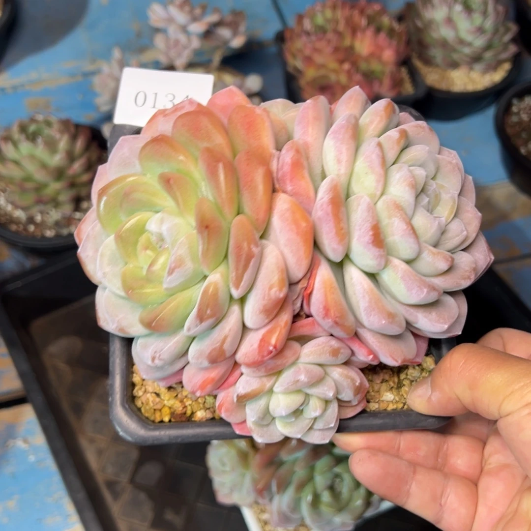 c****c0134肉多肉多肉