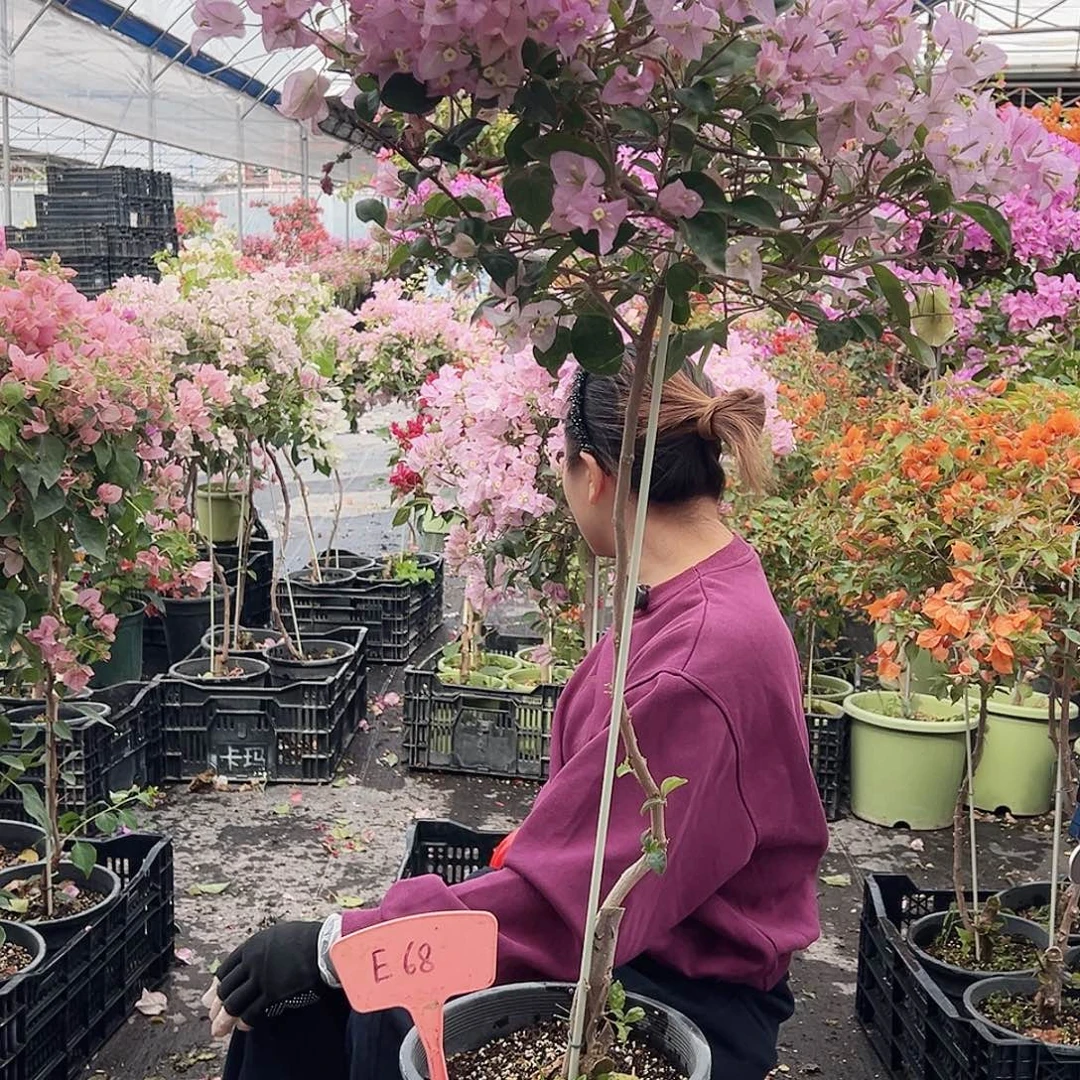 五***4大部分花苞少量开放E68丽娜