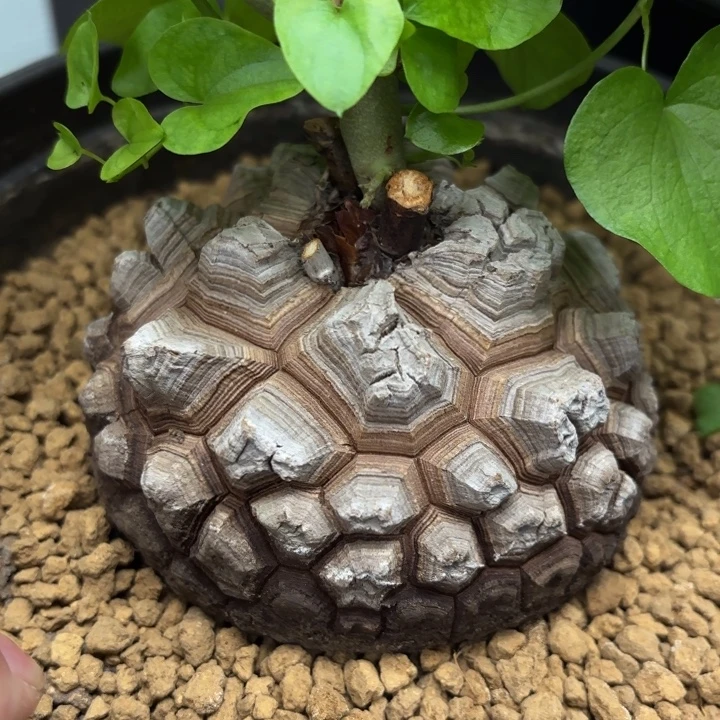 2501号龟甲龙带盆包邮