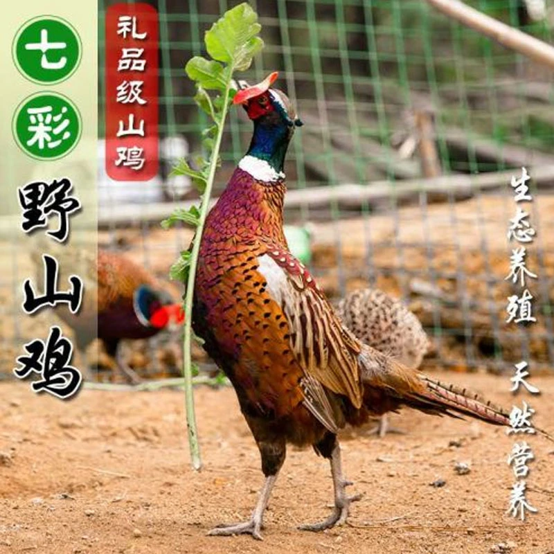 七彩山鸡肉新鲜散养现杀野山鸡生鲜山鸡母鸡农家土鸡柴鸡月子鸡
