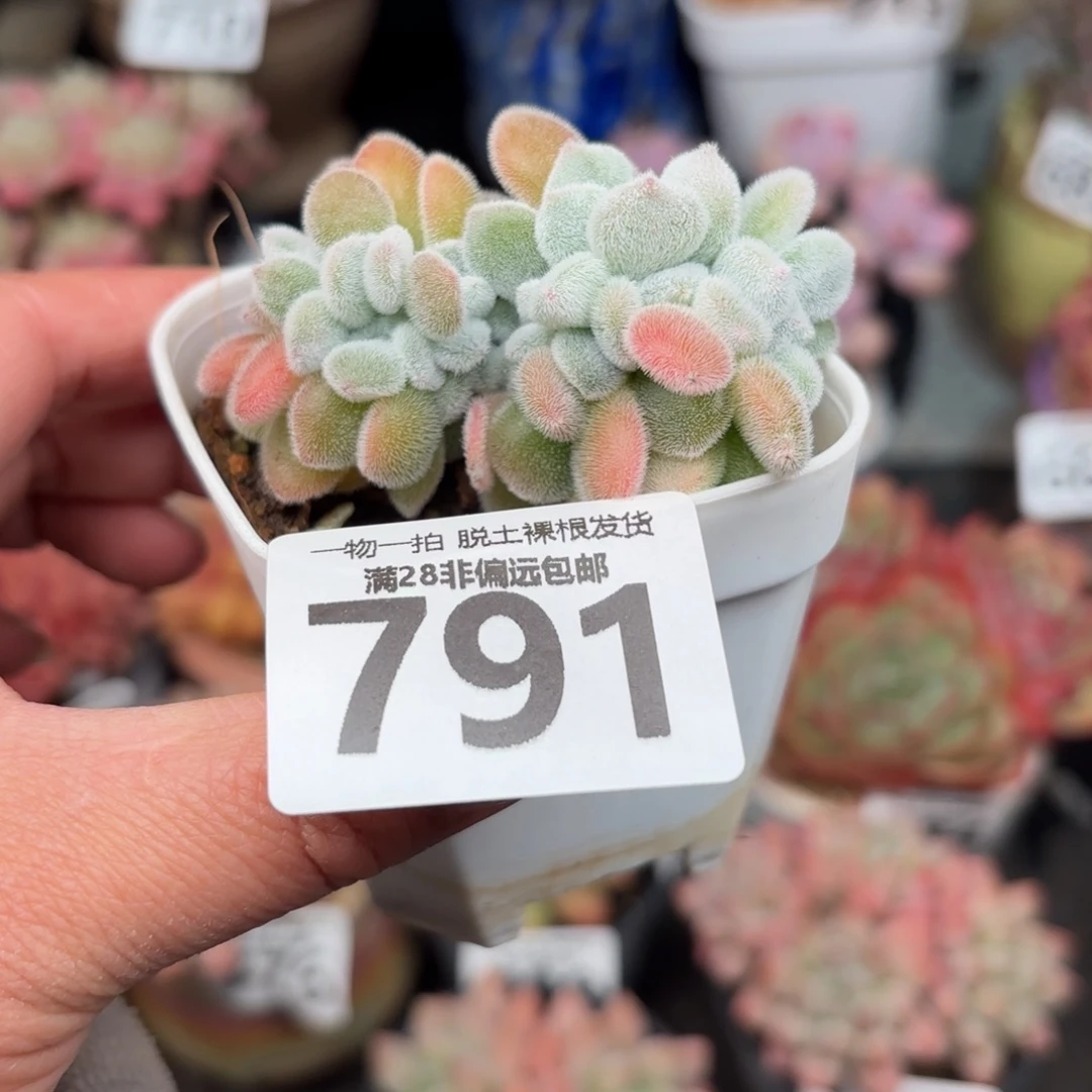 雪晃星缀化无盆土发货