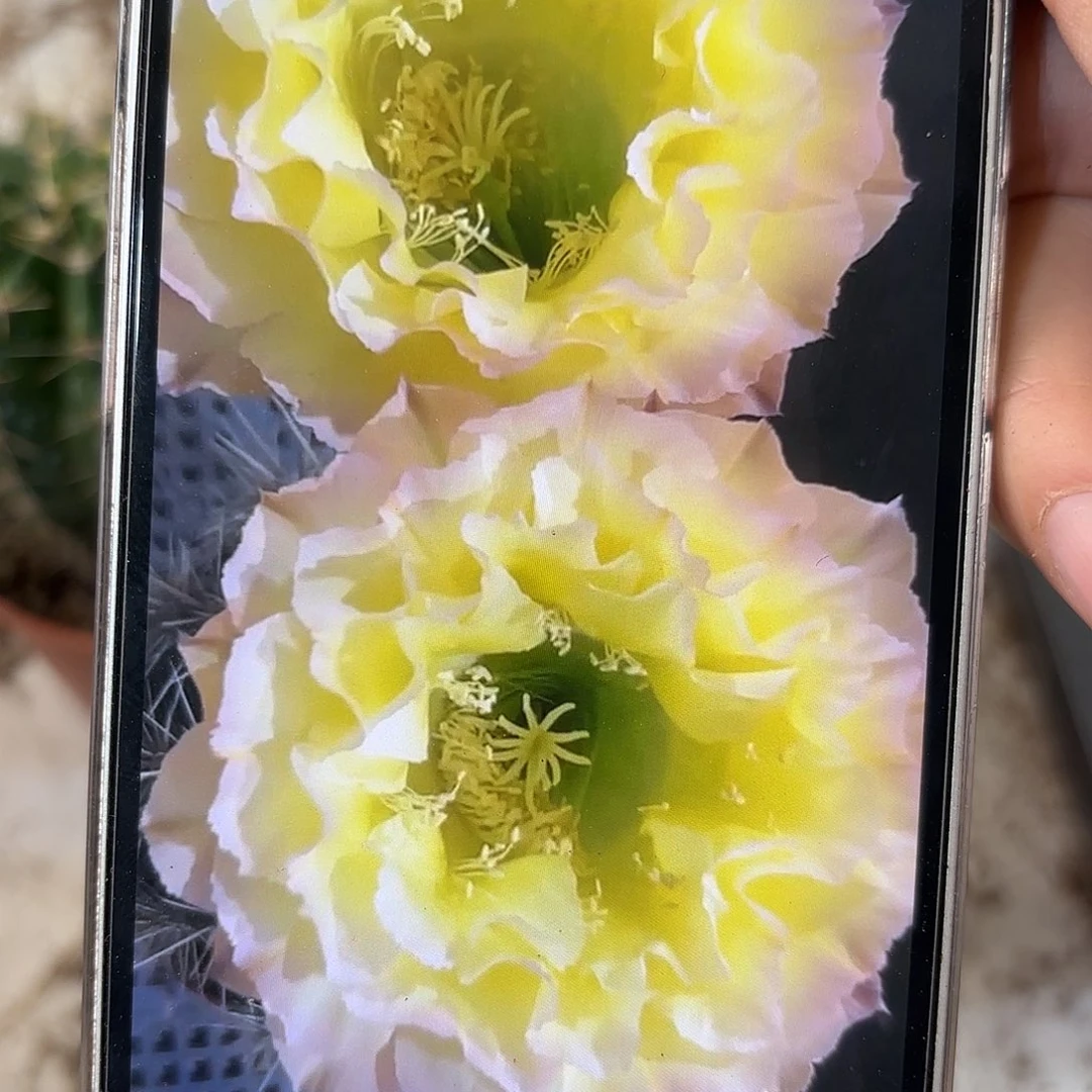 彩草青青蛋挞7.5-8公分左右