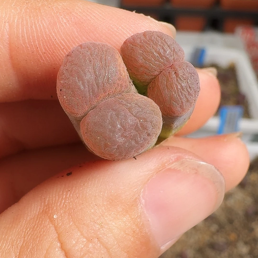 多肉植物福利风铃221