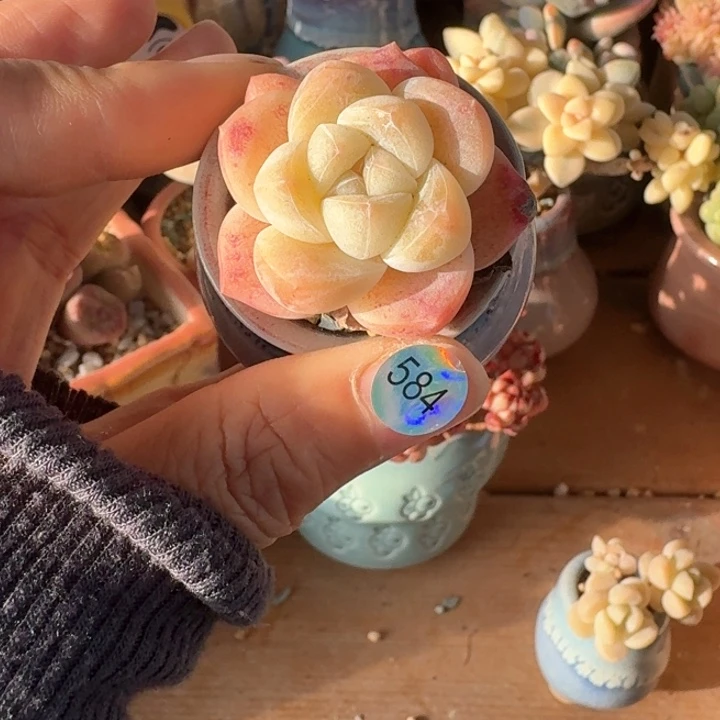 枫584 多肉含盆土30元包邮除偏远