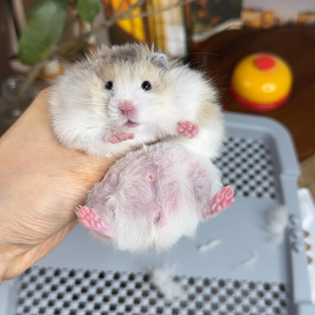 火波弟弟9.18生日