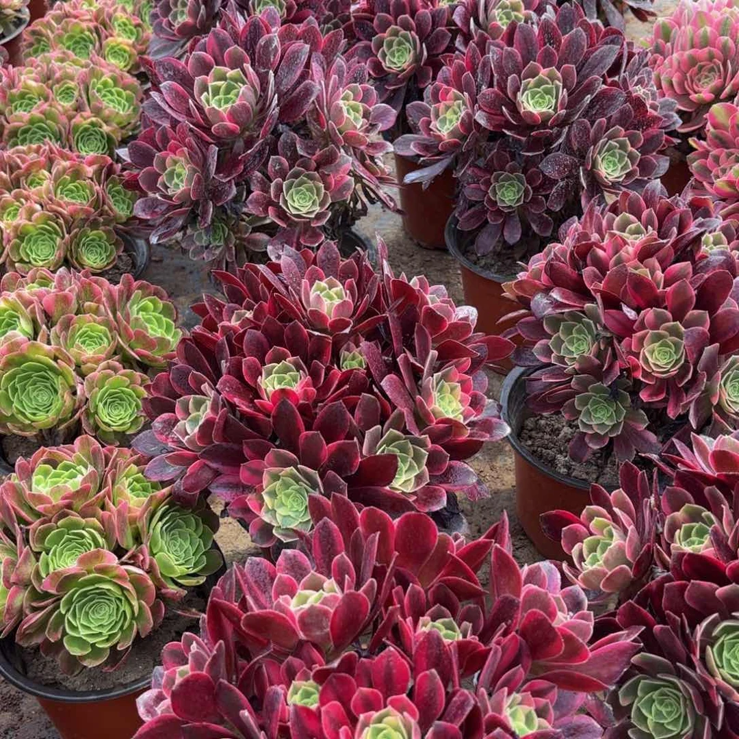 金丝雀绣球9.9多肉植物