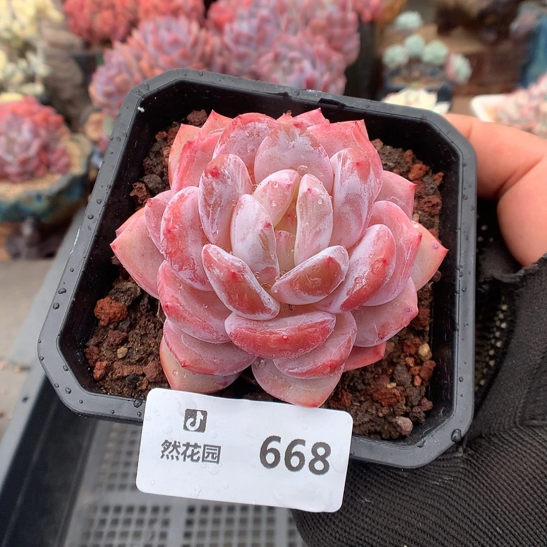 668雪天使多肉植物6666