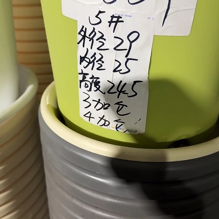 四季5号果绿无托10个特价微瑕