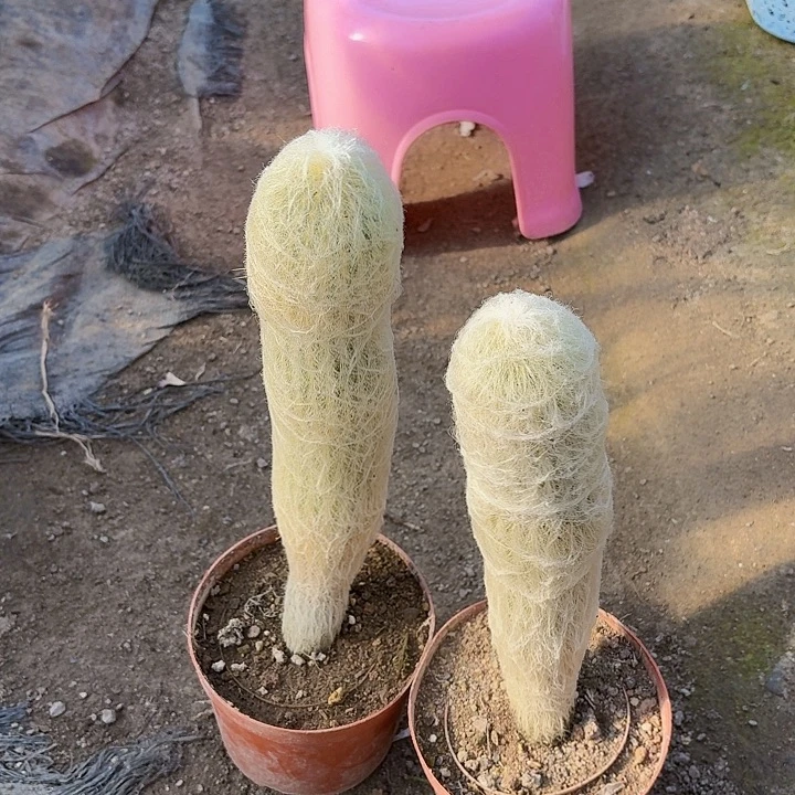 抱***芳完全开放老乐柱子裸根