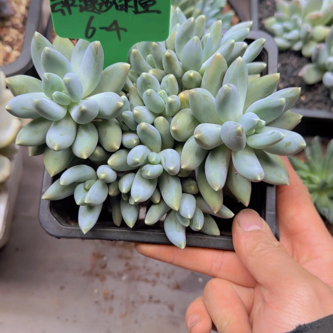 云****?松果美人多肉植物