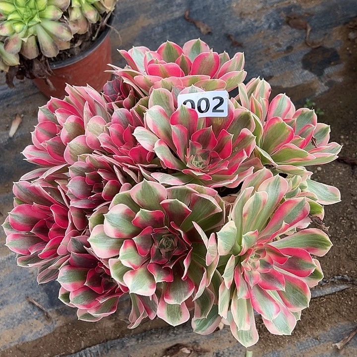 多肉植物丛林粉女郎是002