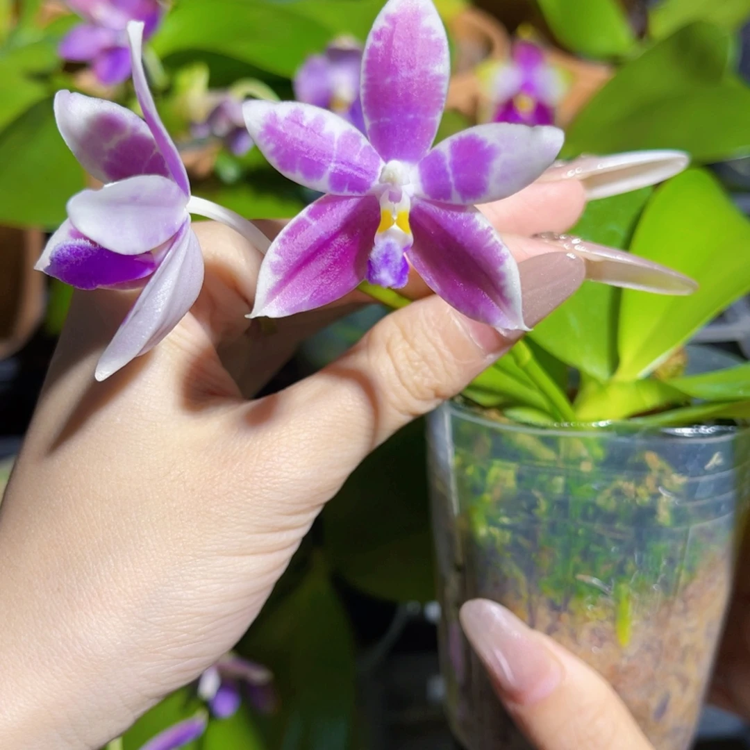 完全开放蘑菇盾交柳林蓝珍妮