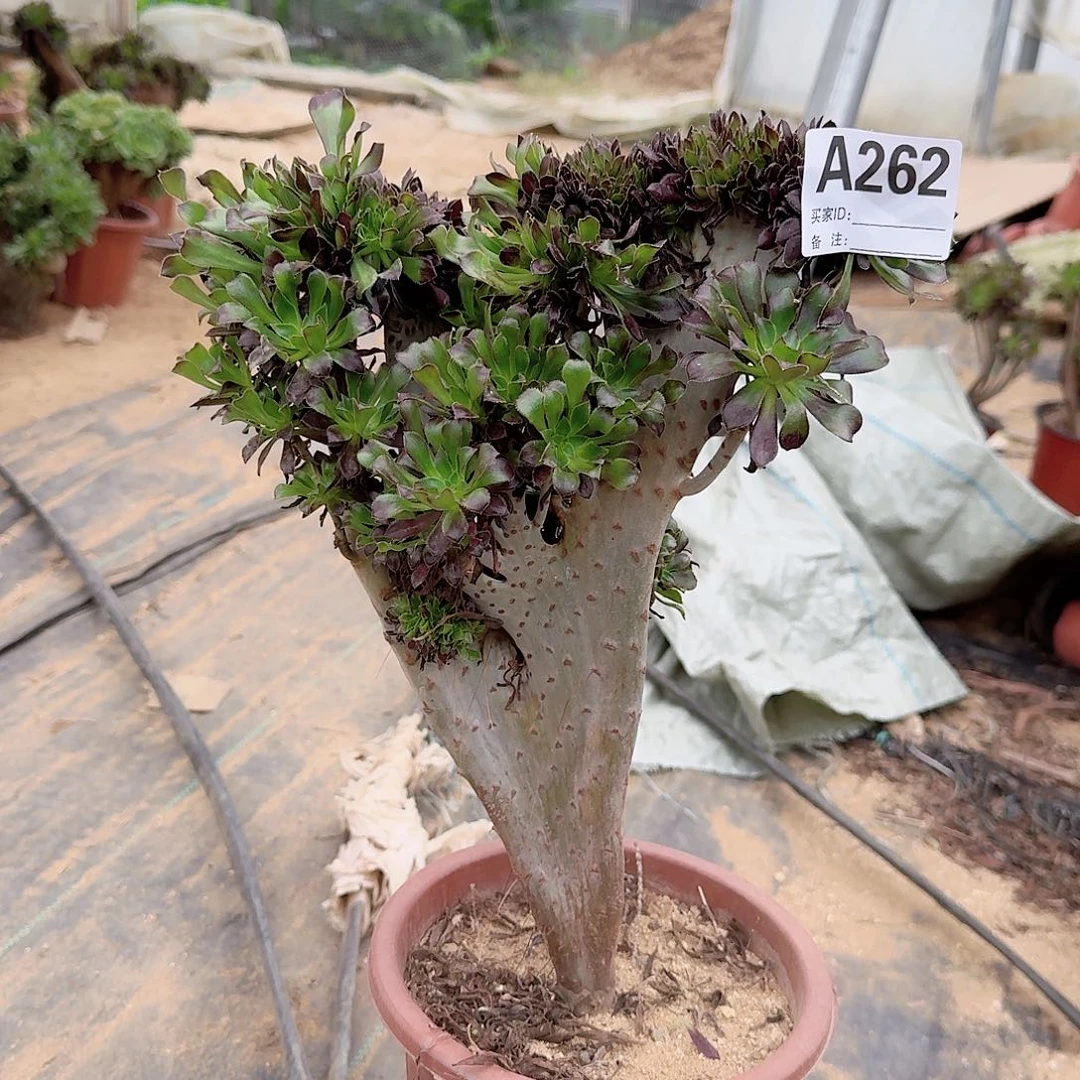 262黑法师一颗呀呀