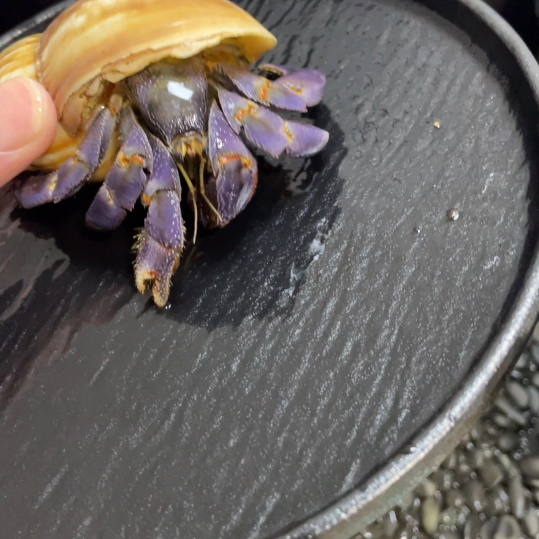 寄居蟹寄居蟹寄居蟹