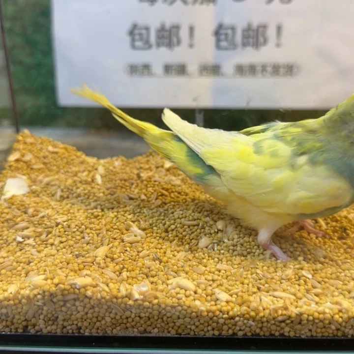 虎皮鹦鹉大头虎皮鹦鹉