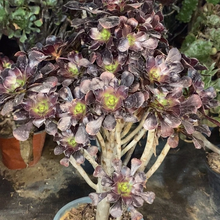 圆叶多肉植物5。