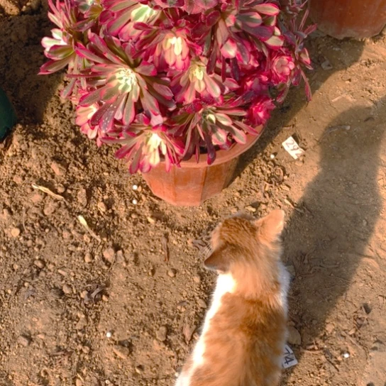 无花朵929多肉植物红铜白