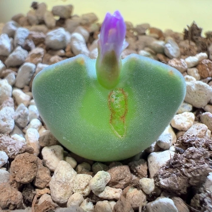 w/103。青蛙3年 短耳 开花株 炸福利。大眼空蝉