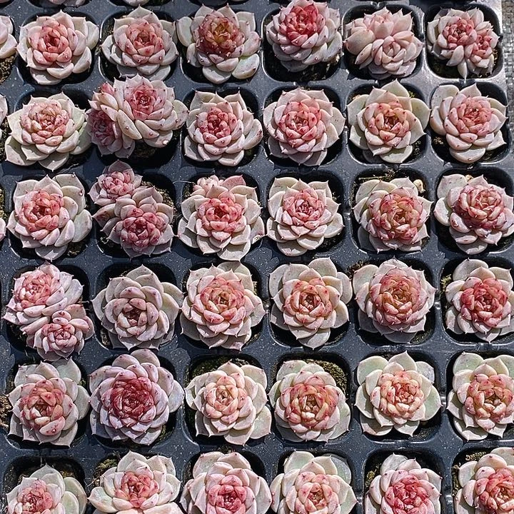 203-205 多肉植物盆栽花卉植物