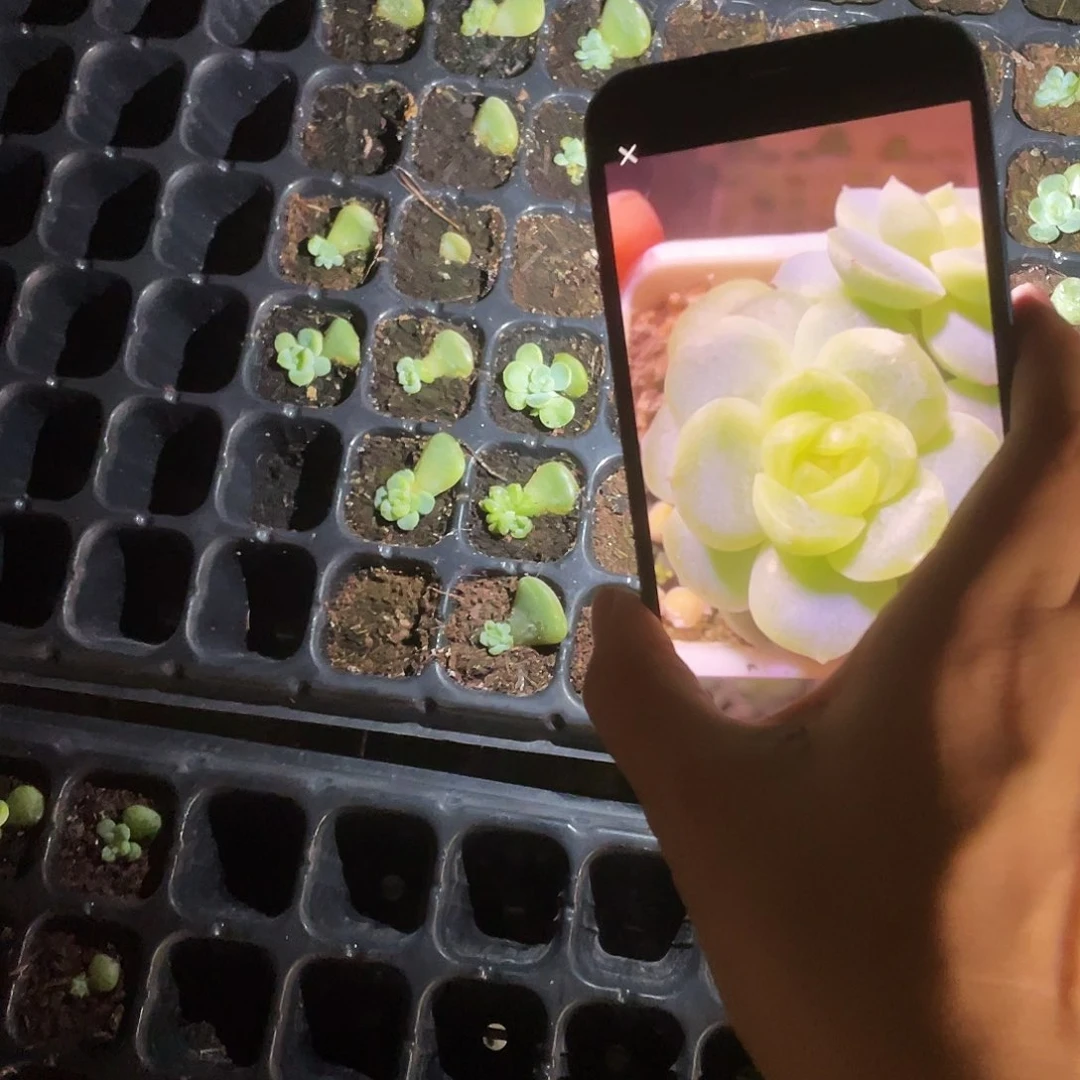 甘棠中苗穴一个满25包邮