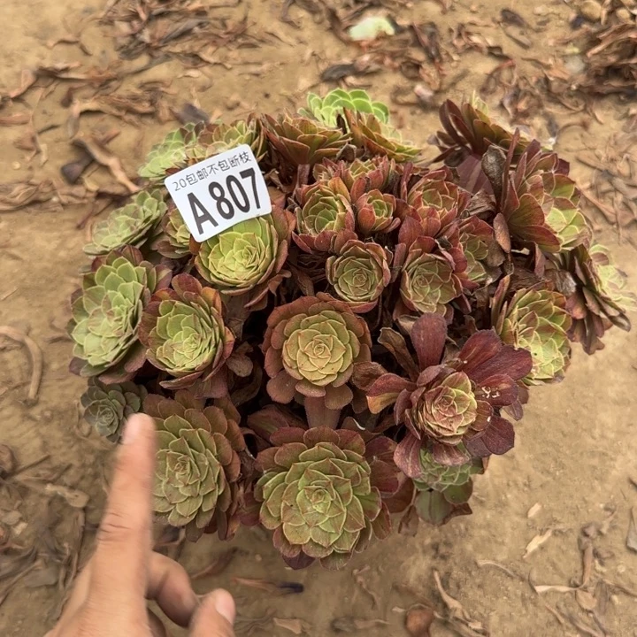 花月夜……多肉植物……