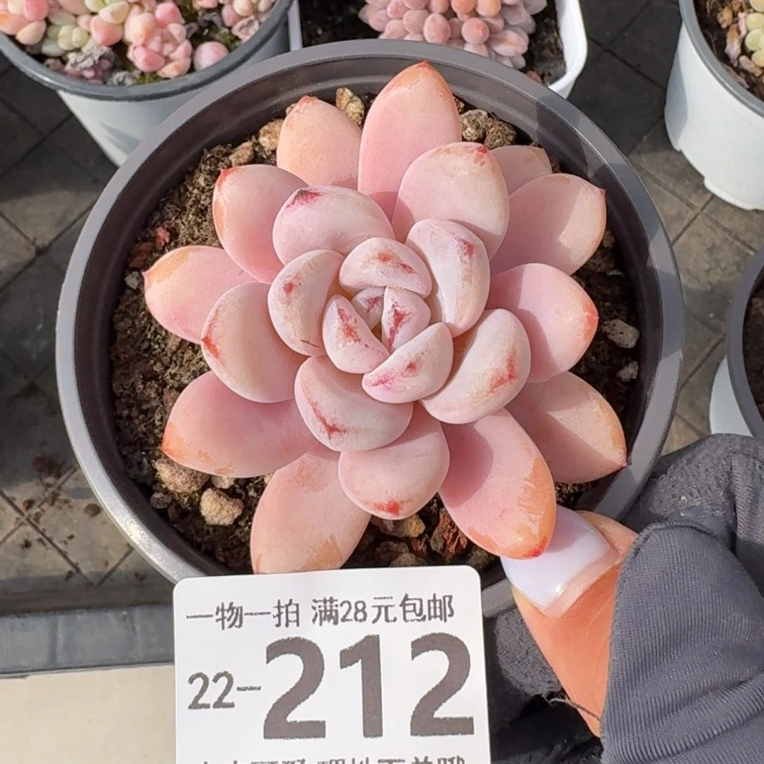 星星雪无盆土发货无