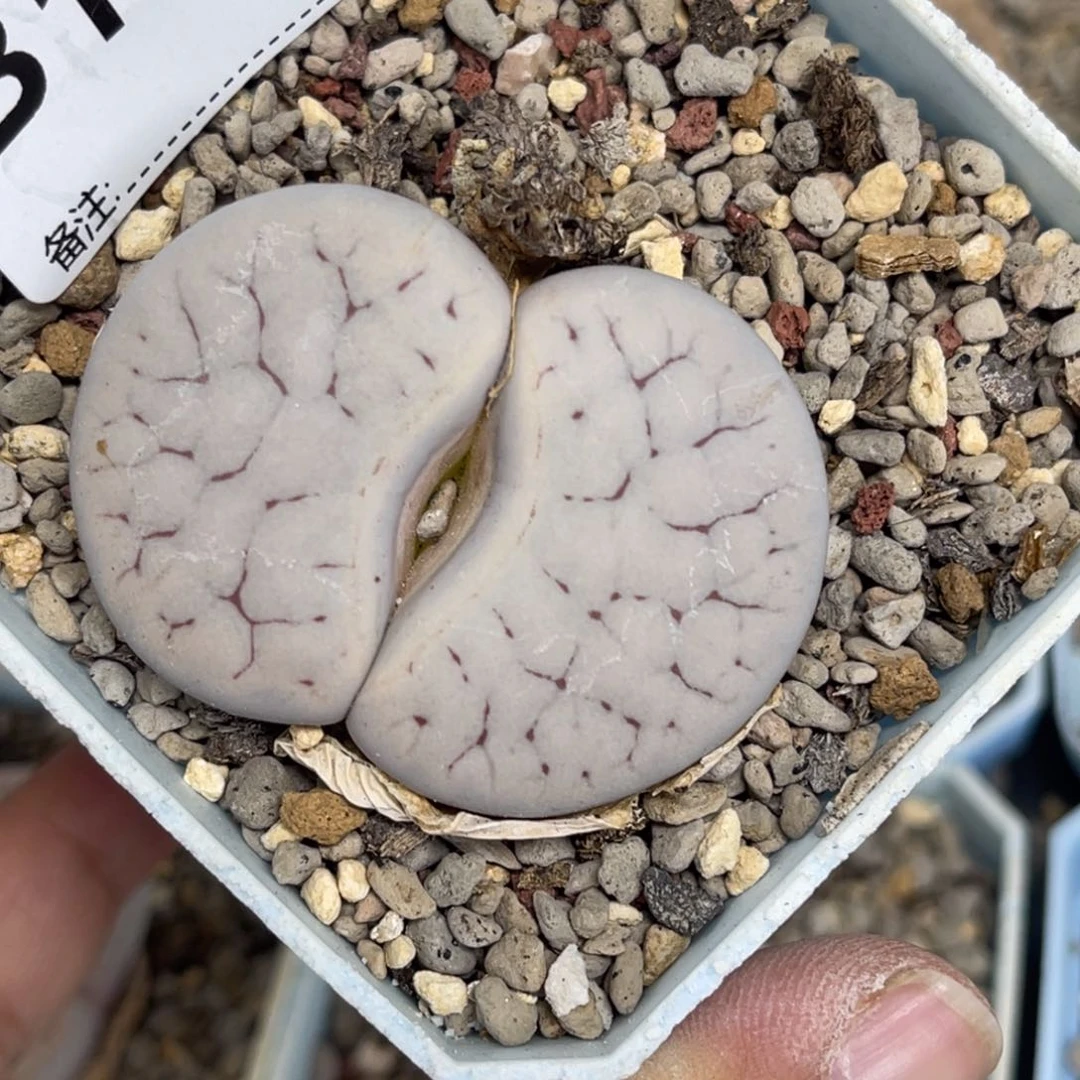 1029大母本373荒玉尺寸4.7