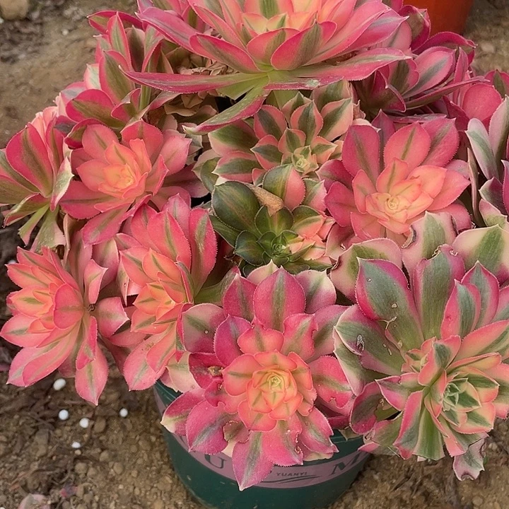 722粉女巫多肉植物