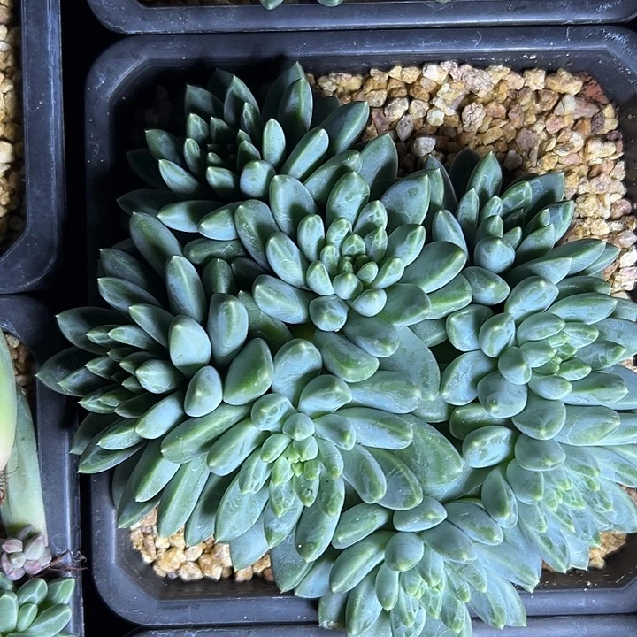 雨花石群生多头多肉