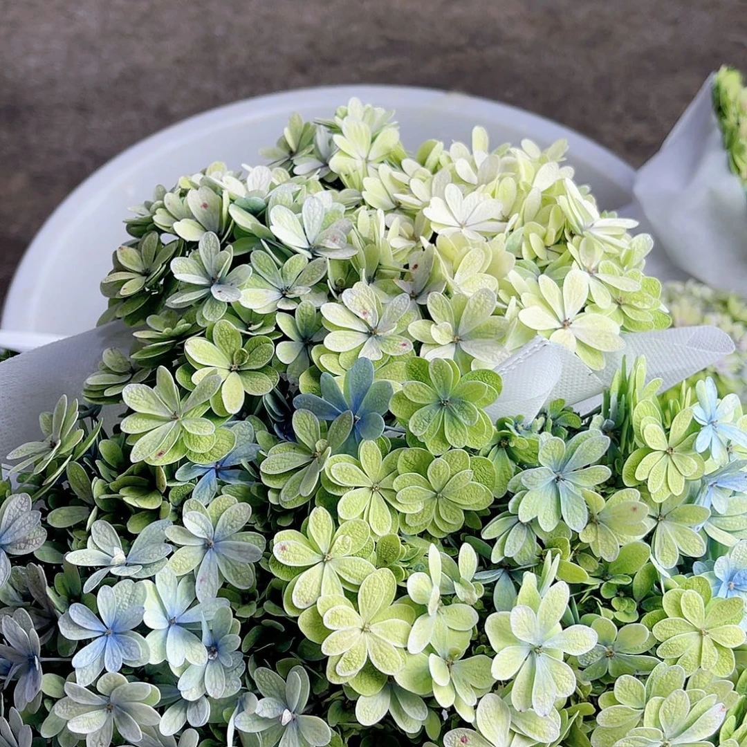 茵***芊完全开放稀有绣球花56三枝