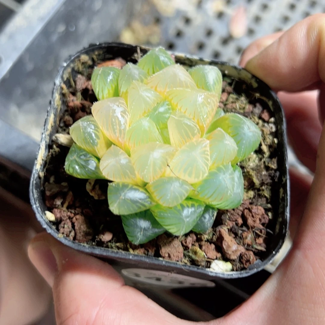 飞***机3436多肉植物一颗