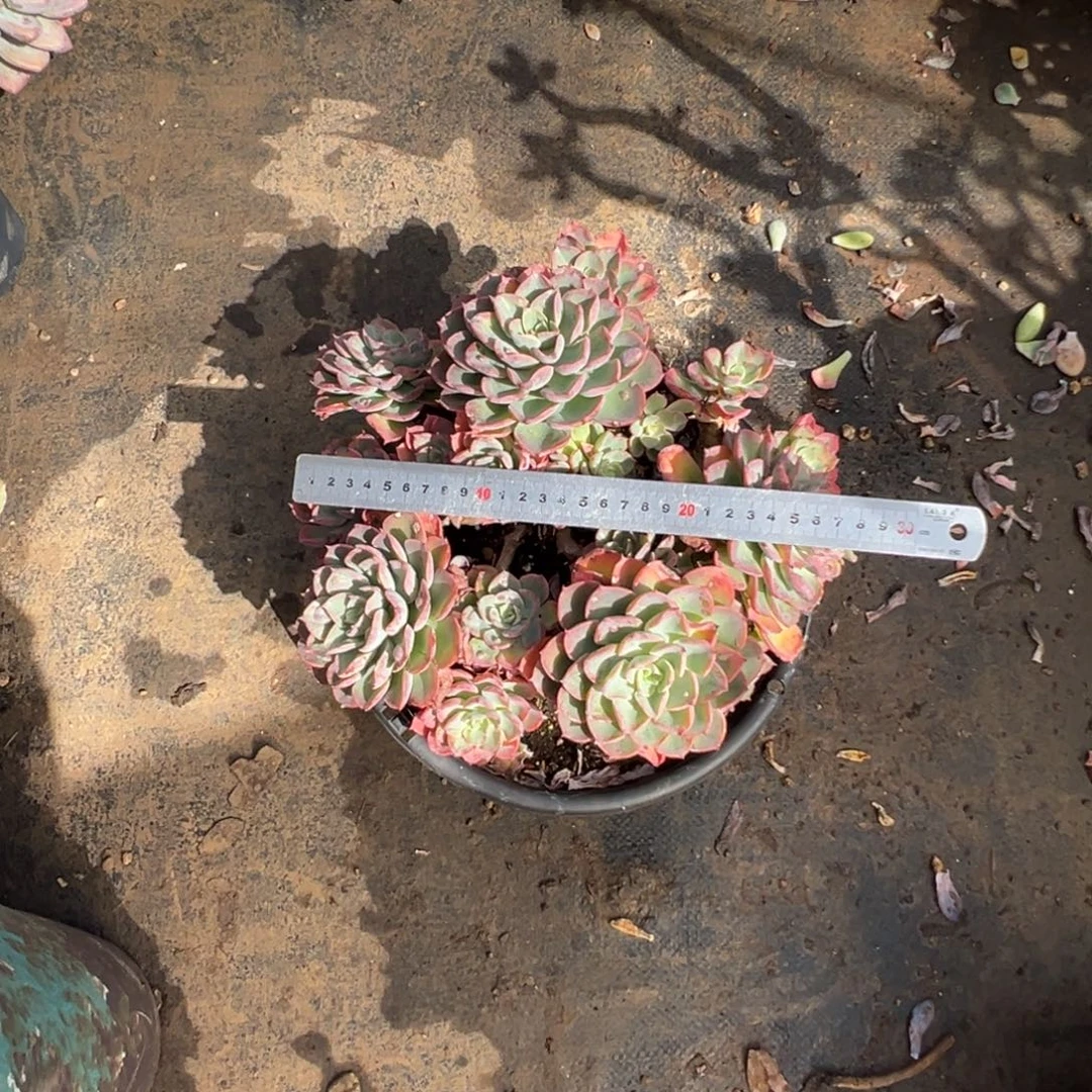 精品雨滴老桩群生 裸肉