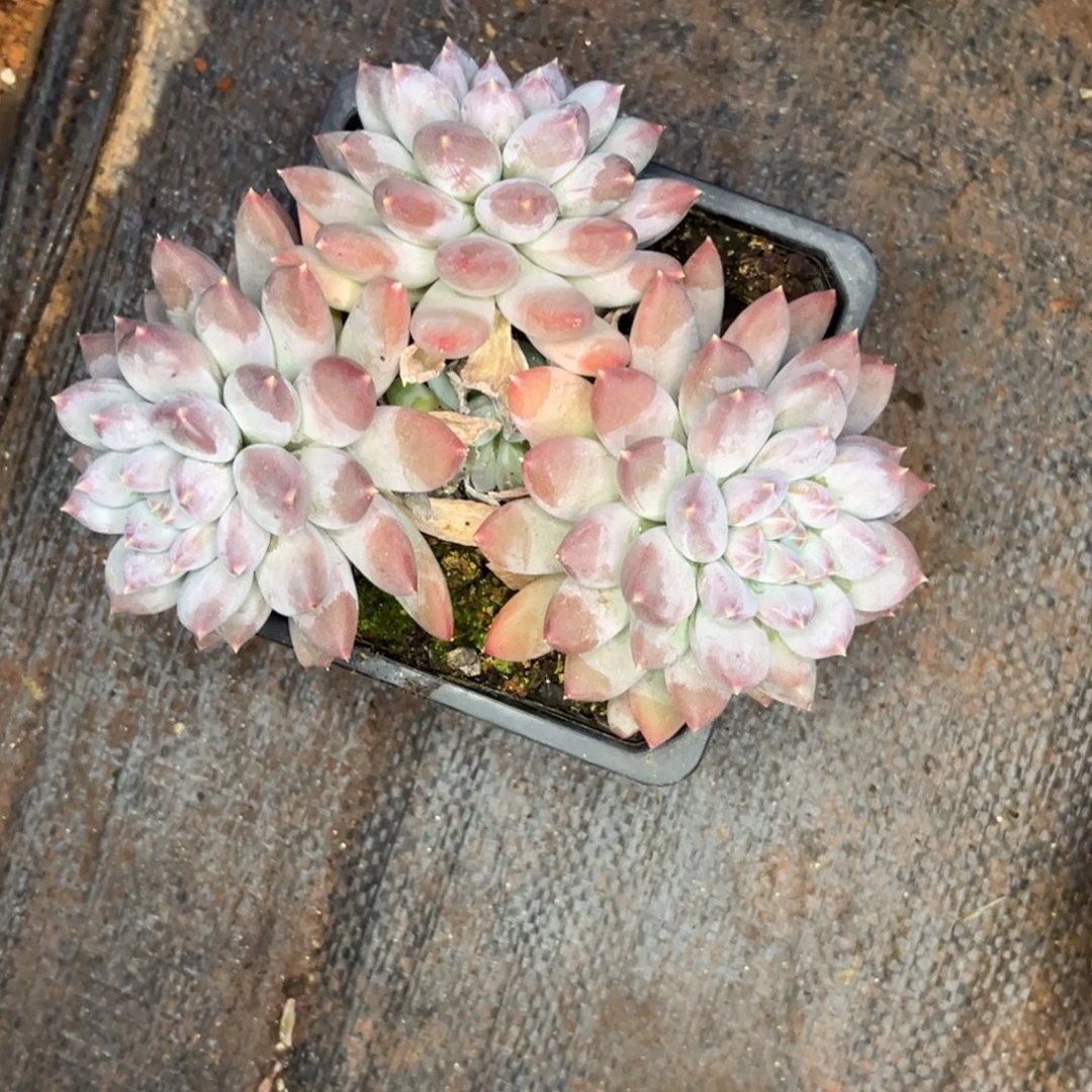 作***虎伯虎姐姐的多肉植物群生多肉