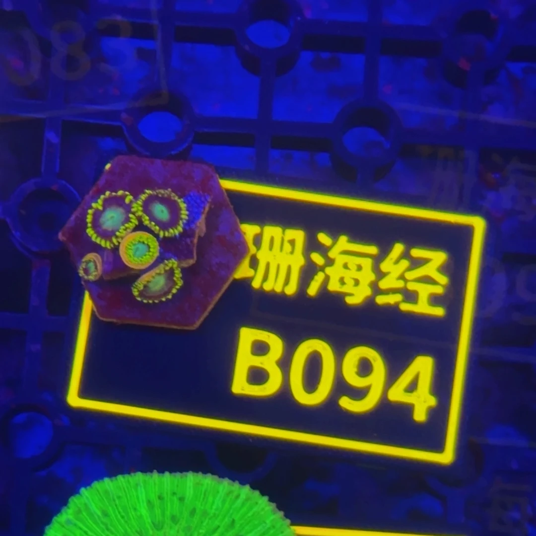 纽扣珊瑚温**y晓晓不包邮纽扣B094