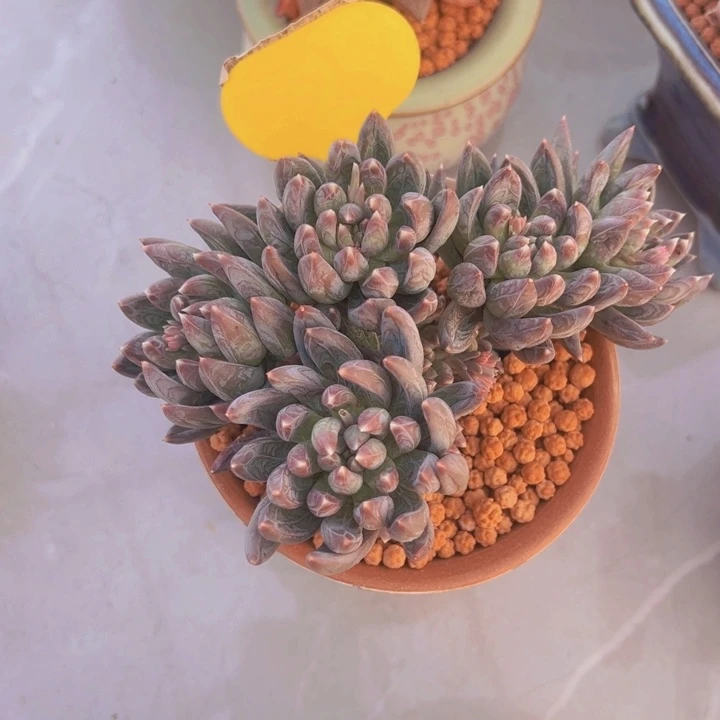 健健康康平平安安