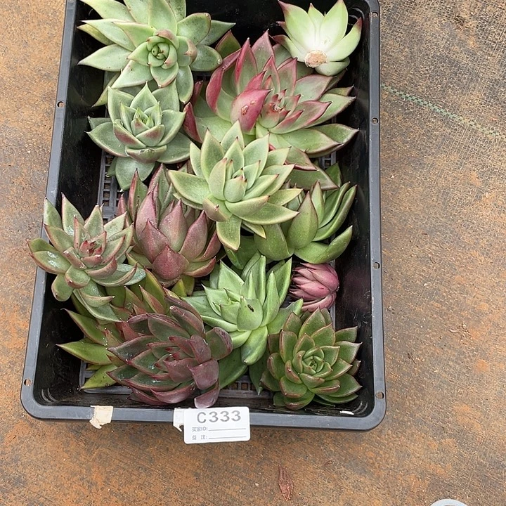 若如东云单拍C333