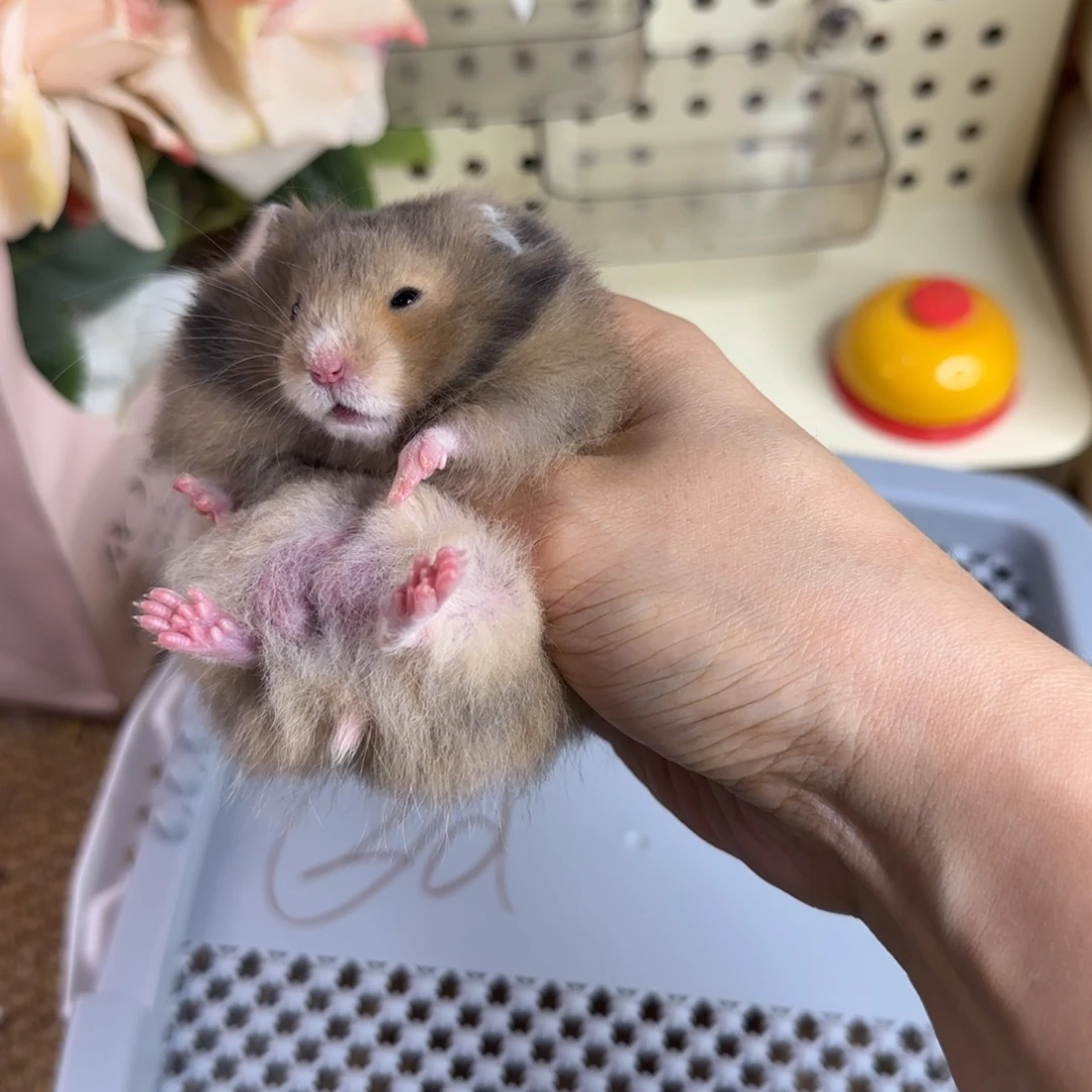 暗化虎纹弟弟9.18